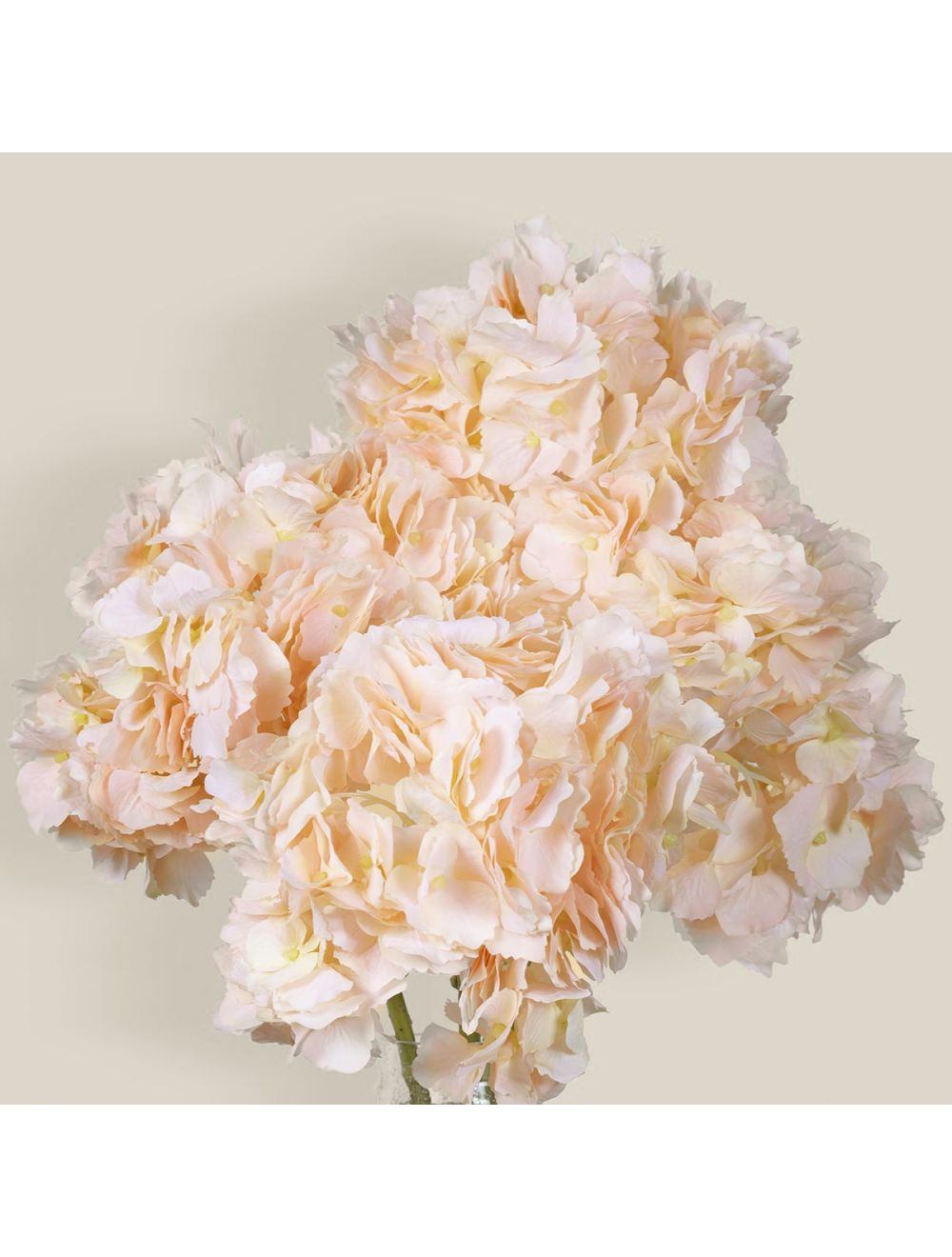 Hydrangea-IAAH
